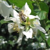 Philadelphus/ juillet 2010