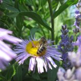 Aster 1 / juillet 2010