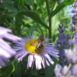 Aster / juillet 2010