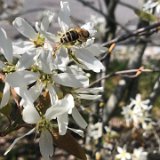 Amelanchier / avril 2025