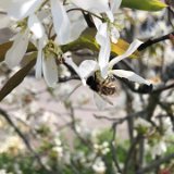 Amelanchier / avril 2025
