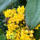 Mahonia faux houx / avril 2025