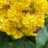 Mahonia faux houx / avril 2025