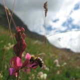 Sainfoin des Alpes/ juillet 2010