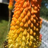 Kniphofia / juin 2022