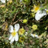 Potentille arbustive blanche / mai 2025
