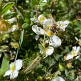Potentille arbustive blanche / mai 2025