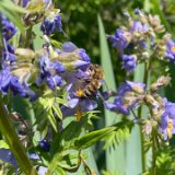 Polémoine bleue / mai 2025