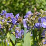 Polémoine bleue / mai 2025