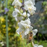 Polémoine blanche / mai 2025