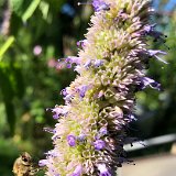 Agastache anisée, hysope / août 2022