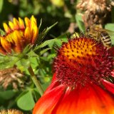 Gaillarde / septembre 2020