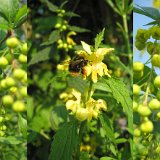 Oh ! des intrus sur épine-vinette et ortie jaune.