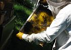 Avril-Mai: agrandissement du corps des ruches avec les nouveaux cadres. Celui-ci est déjà bien construit.