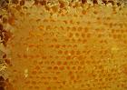 Le miel d'un cadre laissé un peu trop longtemps dans la ruche peut cristalliser rapidement et ne peut être extrait.