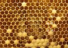 Juin, juillet: c'est aussi la période de l'élevage de reines. Il consiste à prélever dans un cadre de couvain ouvert d'ouvrières (ruche sélectionnée) une larve de moins de trois jours.