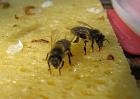 Les abeilles ont besoin d'eau. Ici, elles se sont posées sur l'éponge de l'abreuvoir que je leur mets à disposition.