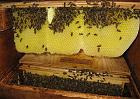 Quand la récolte est importante, les abeilles construisent naturellement dans tout espace libre de la ruche. Sans cadre, l'extraction est archaïque.