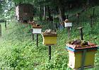 Mes ruchettes en station : des ruches à mâles sélectionnés sont mis à disposition par des moniteurs-éleveurs.