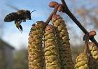 Premières récoltes de pollen sur le noisetier.