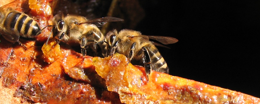 Abeille et propolis