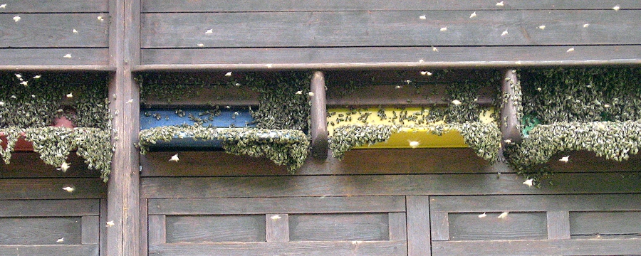 Abeilles qui font la grappe