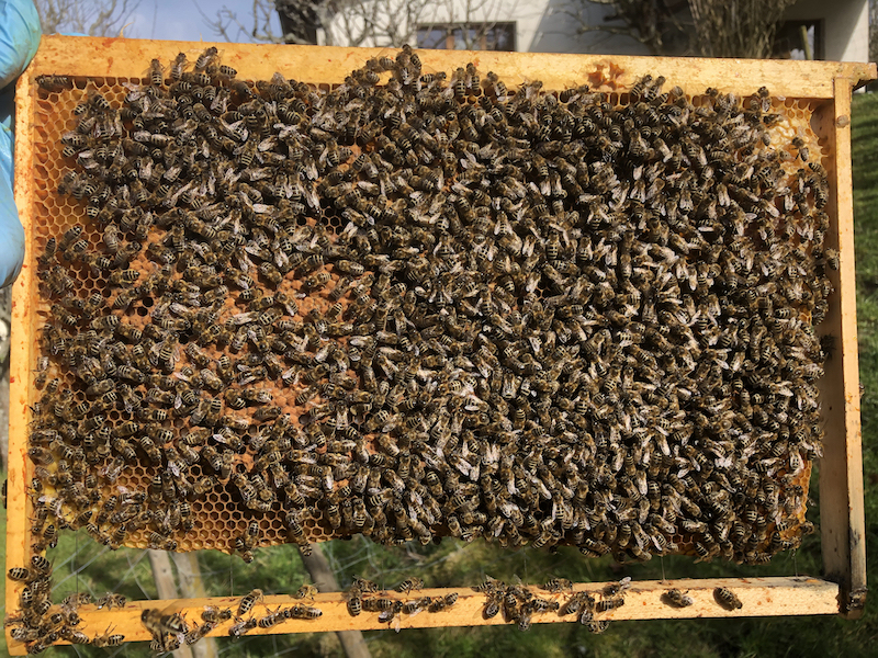 Rentrée de pollen