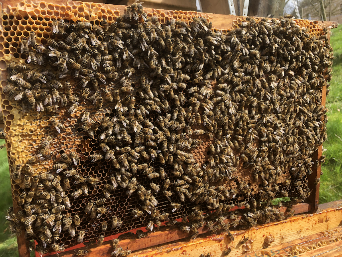Cadres abeilles avec couvain