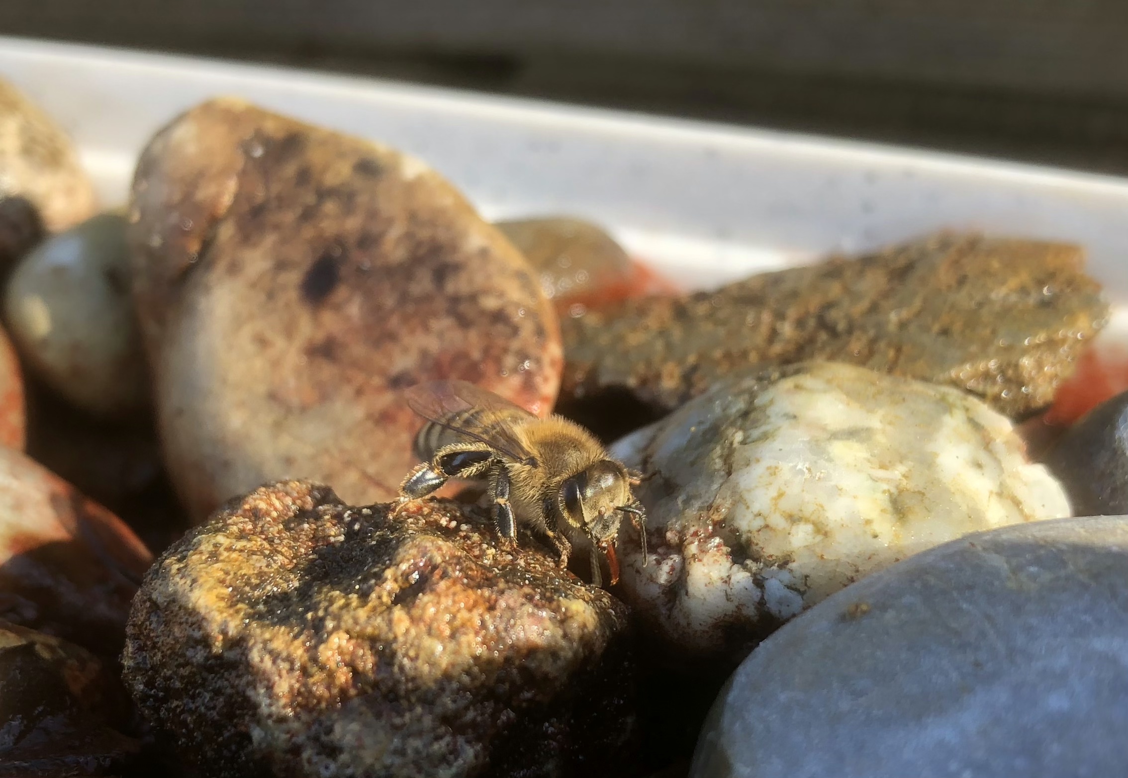 Abeille à la recherche de l'eau qui lui permet d'élever le couvain